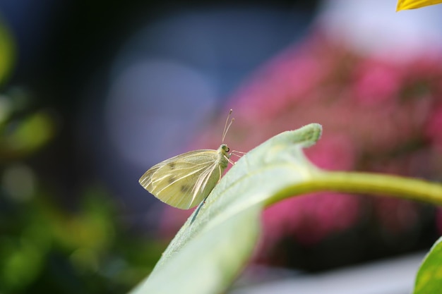 Foto close-up de borboleta em planta