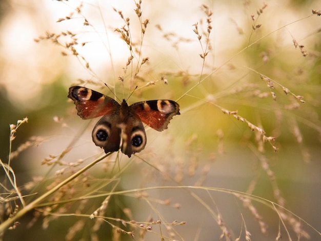 Close-up de borboleta em planta