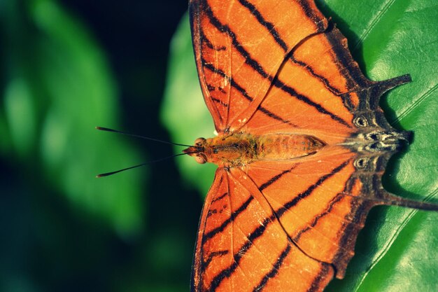 Foto close-up de borboleta em planta