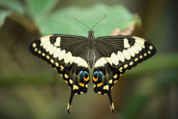 Close-up de borboleta em planta