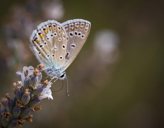 Close-up de borboleta em planta