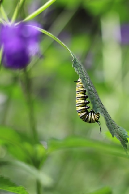 Close-up de borboleta em planta