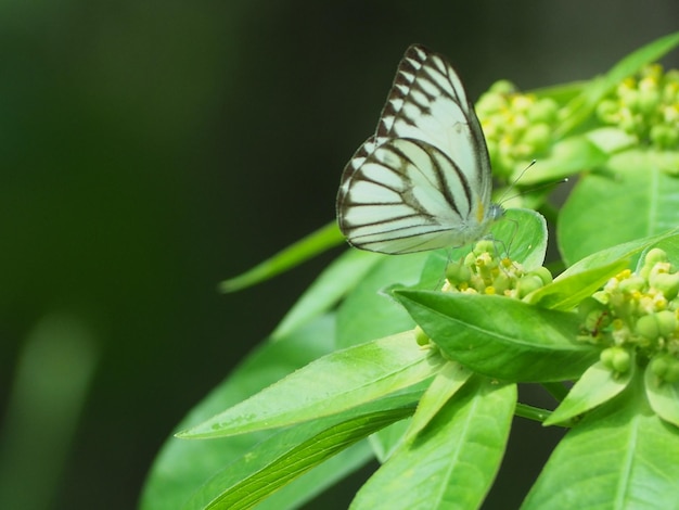 Foto close-up de borboleta em planta