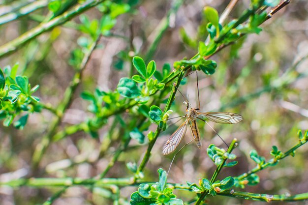 Foto close-up de borboleta em planta