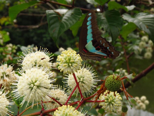 Foto close-up de borboleta em planta