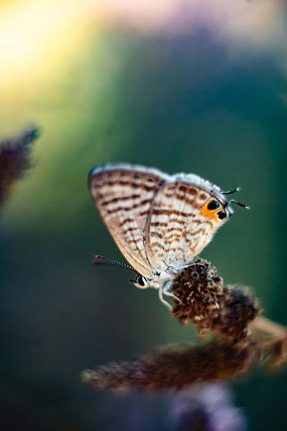 Close-up de borboleta em plantas