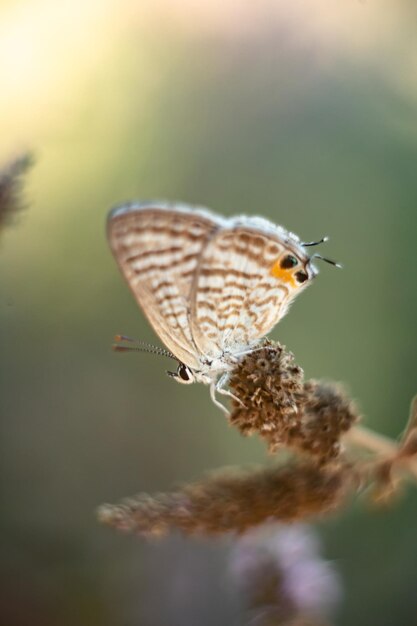 Close-up de borboleta em plantas