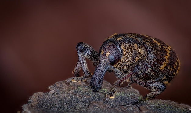 Foto close-up de borboleta em rocha