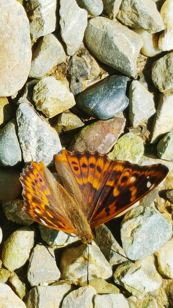 Foto close-up de borboleta em rocha