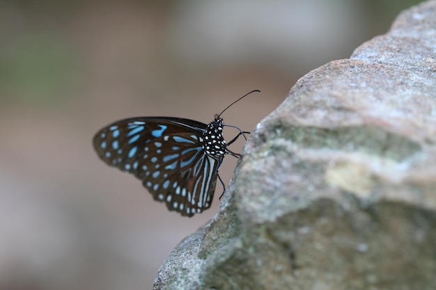 Close-up de borboleta em rocha