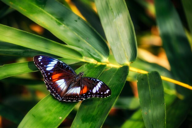 Close-up de borboleta em um galho.