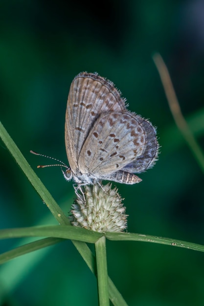 Close-up de borboleta em um galho.