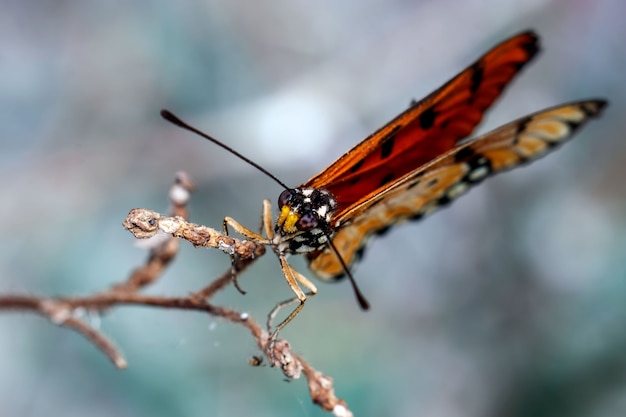 Close-up de borboleta em um galho.