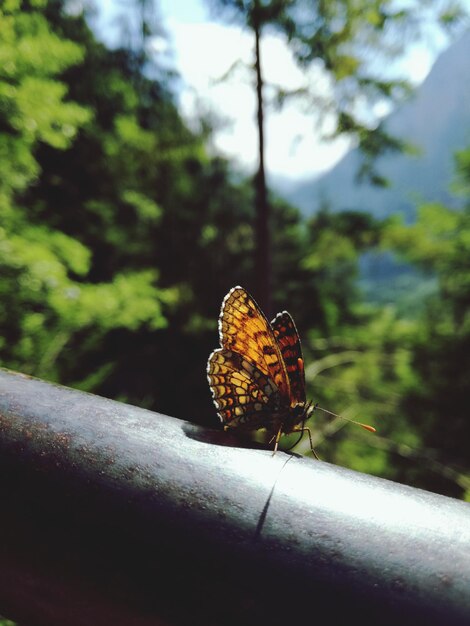 Foto close-up de borboleta em uma árvore