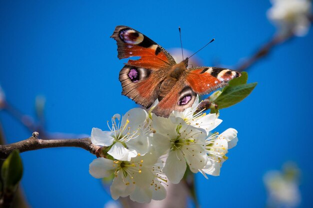 Foto close-up de borboleta empoleirada em uma flor