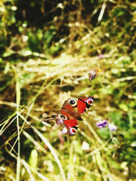 Foto close-up de borboleta na grama