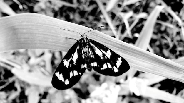Foto close-up de borboleta na grama