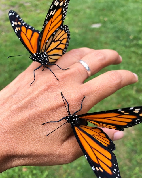 Foto close-up de borboleta na mão