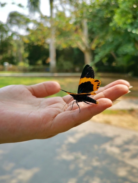 Foto close-up de borboleta na mão