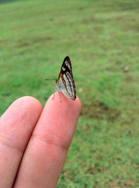 Foto close-up de borboleta no dedo no campo