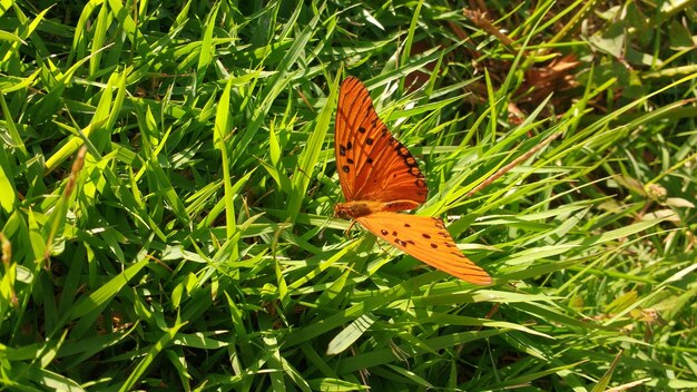 Foto close-up de borboleta polinizando a grama