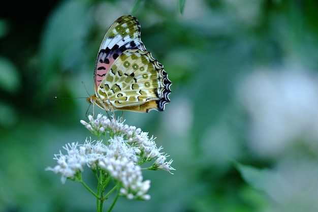 Close-up de borboleta polinizando flores