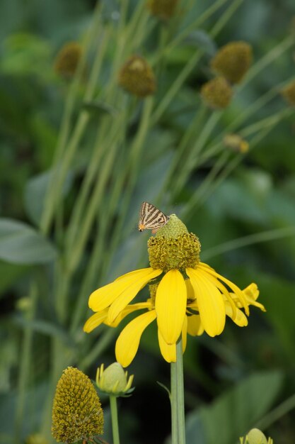 Foto close-up de borboleta polinizando uma flor amarela