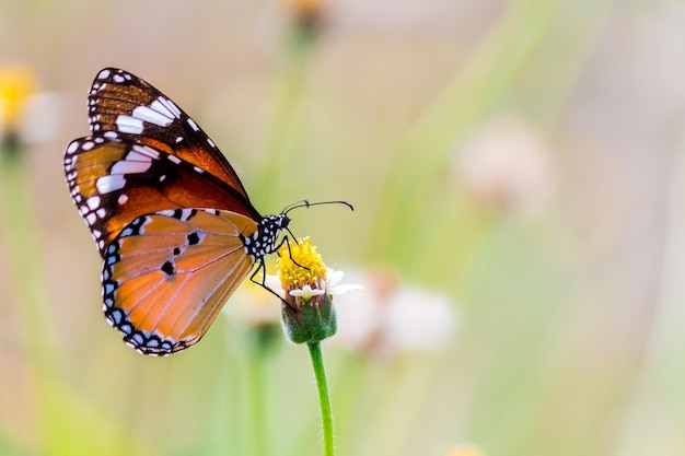 Close-up de borboleta polinizando uma flor ao ar livre