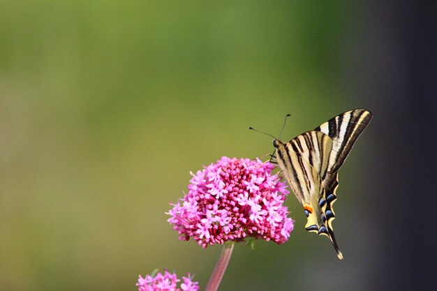 Foto close-up de borboleta polinizando uma flor rosa