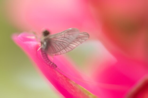 Foto close-up de borboleta polinizando uma flor rosa