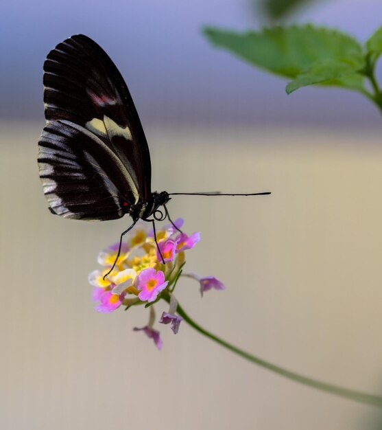 Foto close-up de borboleta polinizando uma flor rosa