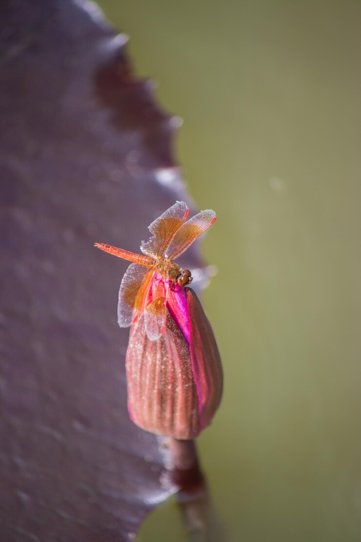 Foto close-up de borboleta polinizando uma flor rosa