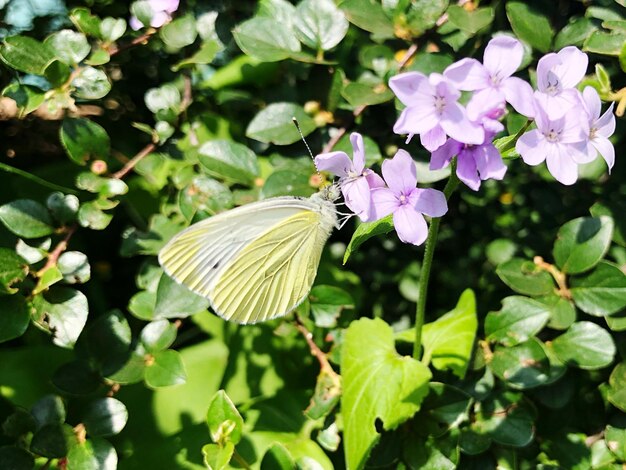 Foto close-up de borboleta polinizando uma flor roxa