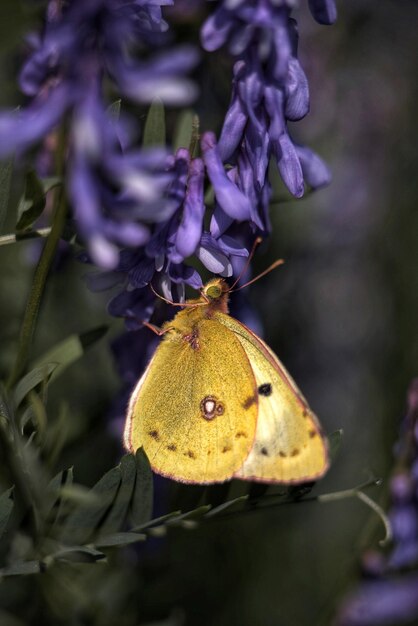 Close-up de borboleta polinizando uma flor roxa