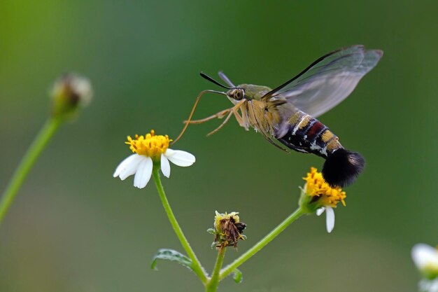 Close-up de borboleta polinizando uma flor