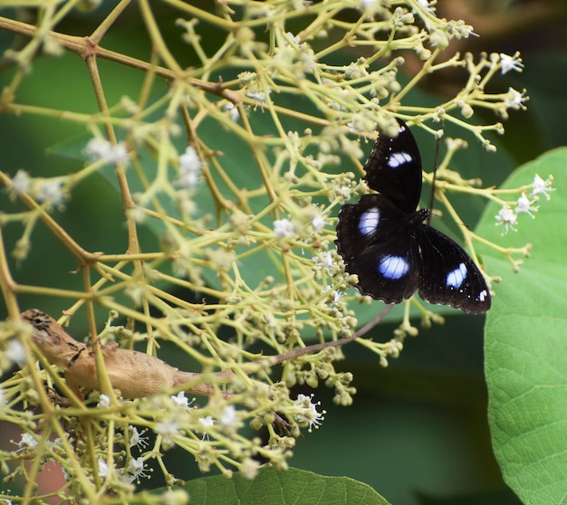 Close-up de borboleta polinizando uma flor