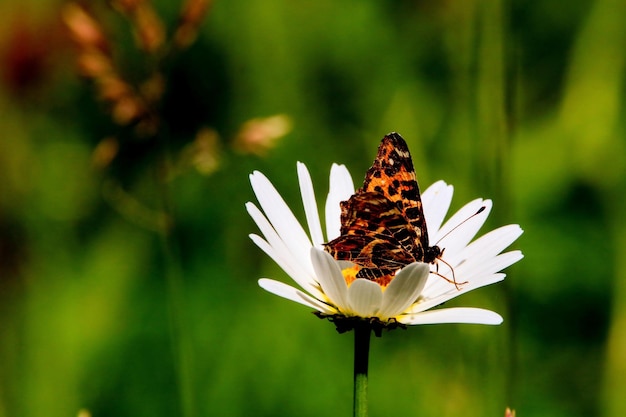 Foto close-up de borboleta polinizando uma flor