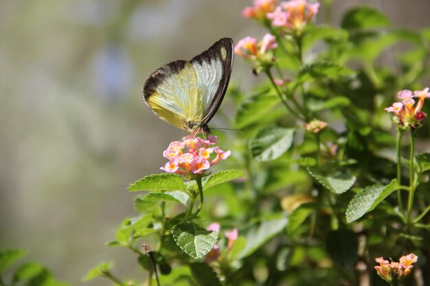 Close-up de borboleta polinizando uma flor