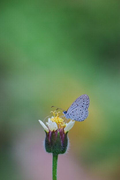 Close-up de borboleta polinizando uma flor