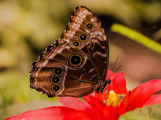 Foto close-up de borboleta polinizando uma flor