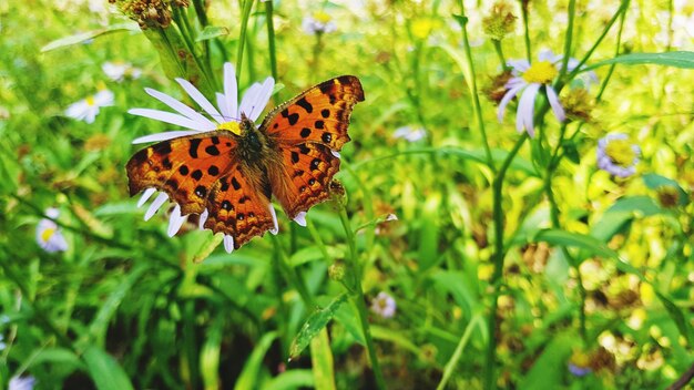 Foto close-up de borboleta polinizando uma flor