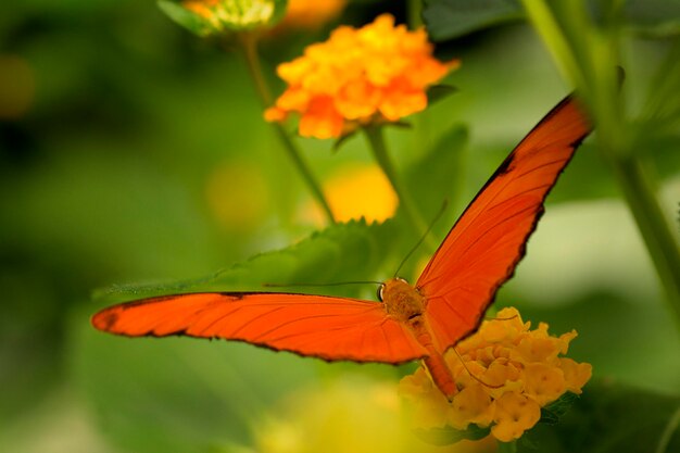 Foto close-up de borboleta polinizando uma flor