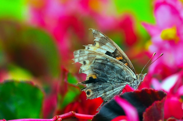 Close-up de borboleta polinizando uma flor