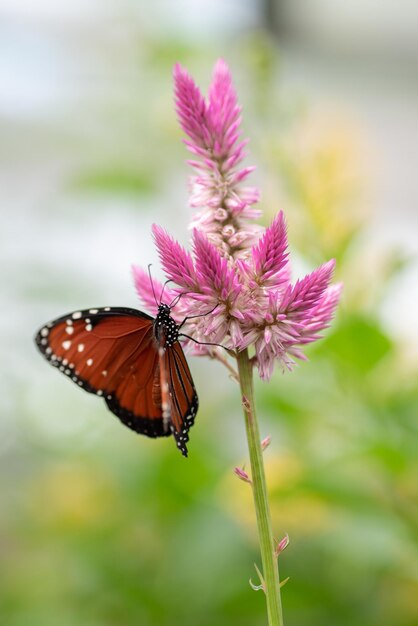 Foto close-up de borboleta polinizando uma flor