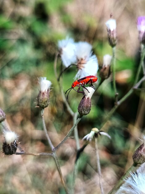 Foto close-up de borboleta polinizando uma flor