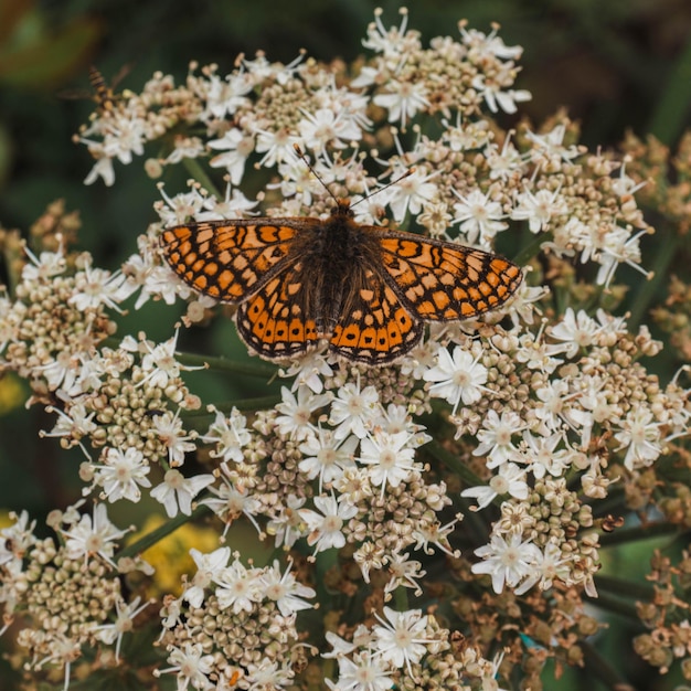 Foto close-up de borboleta polinizando uma flor