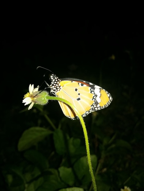 Foto close-up de borboleta polinizando uma flor