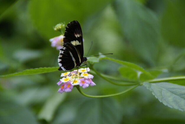 Foto close-up de borboleta polinizando uma flor