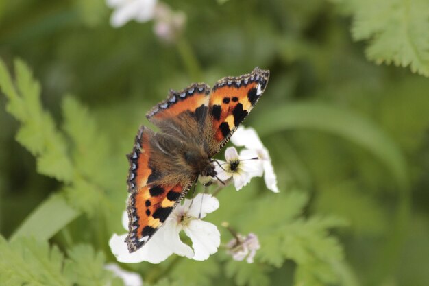 Foto close-up de borboleta polinizando uma flor