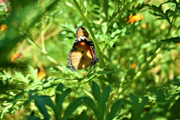 Foto close-up de borboleta polinizando uma planta